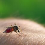 malaria or typhoid